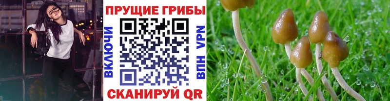 Купить закладки  Апрелевка  Галлюциногенные грибы Cubensis 
